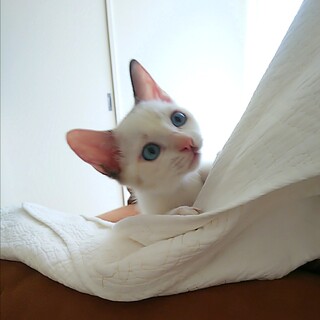 屋久島生まれ♡シャム風ブルーアイのタラちゃん