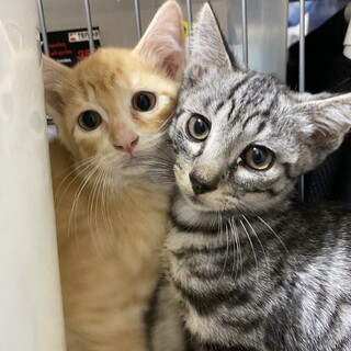 元気いっぱい優しいイケメン兄弟チャオ♂トトラ♂