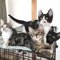 【お見合い随時】かわいい丸顔兄妹たち