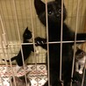 【募集停止】元気いっぱい甘えん坊！黒子猫カーラ！ サムネイル2