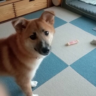 まろ眉の可愛いこまちちゃん