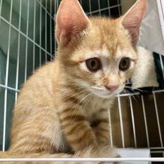 わんぱく茶トラとおっとりキジトラの子猫兄妹