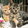 わんぱく茶トラとおっとりキジトラの子猫兄妹 サムネイル2