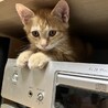 わんぱく茶トラとおっとりキジトラの子猫兄妹 サムネイル3