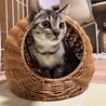 わんぱく茶トラとおっとりキジトラの子猫兄妹 サムネイル5
