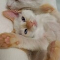 募集一時停止。虐待現場で保護したライチくん♡
