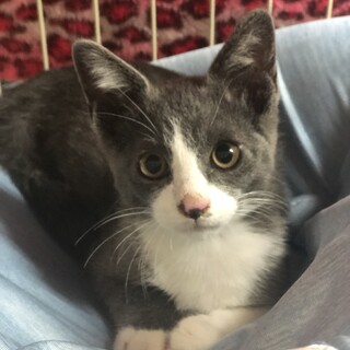 可愛いグレ白のきぃくん