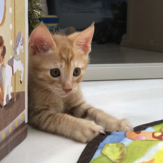 天真爛漫♡で人懐こい　トライアルへ