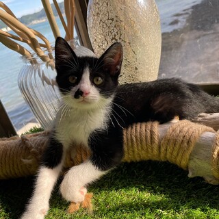 子猫のジョー里親募集中❗