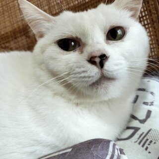 広く大きな心で「あいり」を家族にして下さい！