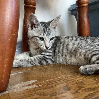 薄めグレーのイケメン！シルバータビー王子エイト