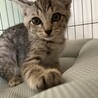 薄めグレーのイケメン！シルバータビー王子エイト サムネイル7