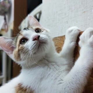 おてんばな三毛猫☆星空(シエル)ちゃん