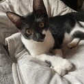 少し控え目で小柄な黒白ちゃん