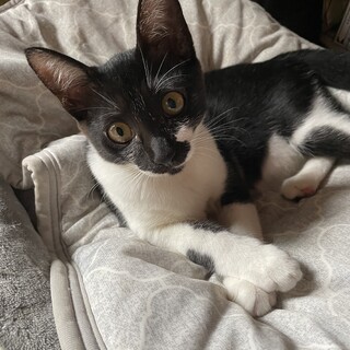 少し控え目で小柄な黒白ちゃん