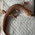 ヒョウモントカゲモドキ里親募集