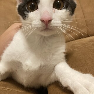 ハチワレ子猫のあっくん