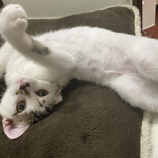 生後約4ヶ月　個性的に柄のマロンちゃん