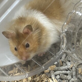 ロングヘアーハムスター♂0歳4ヶ月