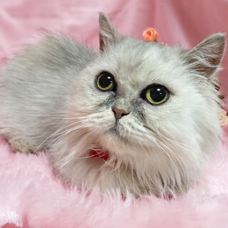 短足！フワフワ！ミヌエット『ふわりちゃん』