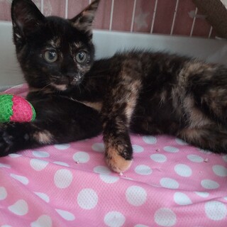 ナデナデ、抱っこが大好きな2か月の女の子です