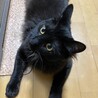 虎太郎(こたろう)