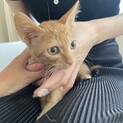 可愛すぎる茶トラ3ヶ月オス・ごんちゃん(仮名)