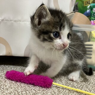 終生飼える方求む