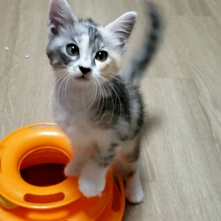 慣れ慣れ！人が大好きな姫ちゃん♪2ヶ月半！