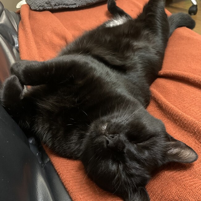 こねこもねこもねこのうちのカバー写真