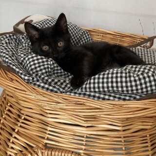 甘えん坊な黒猫　リク君