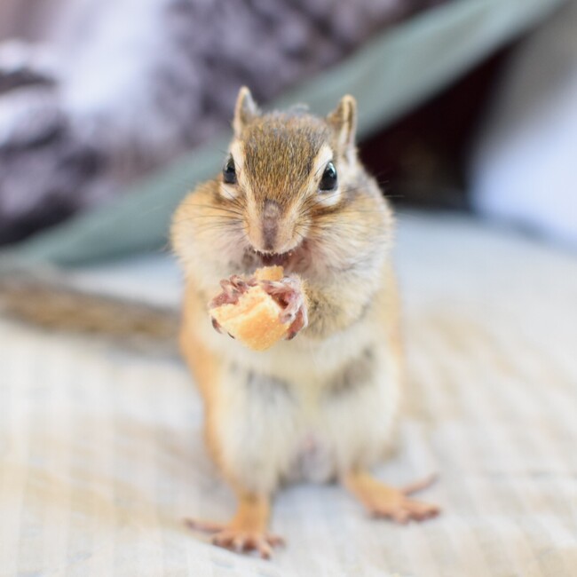 coppibabyのカバー写真