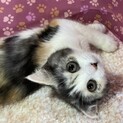 純血垂れ耳スコティッシュ。甘えん坊のミーコ2ヶ月
