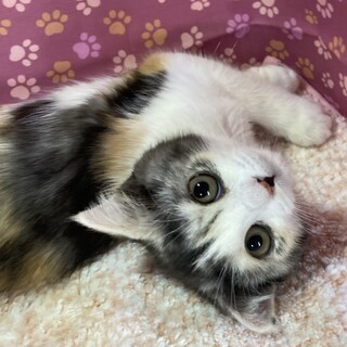 純血垂れ耳スコティッシュ。甘えん坊のミーコ2ヶ月