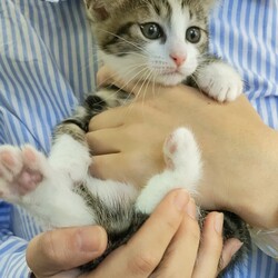 おきなわ美ら猫❤譲渡会 in 緑区 サムネイル2