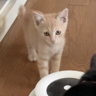 【茶トラの兄弟】3ヶ月の子猫！固形フード・水でok