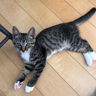 白い靴下がお似合いの美人にゃんこ「める」ちゃん