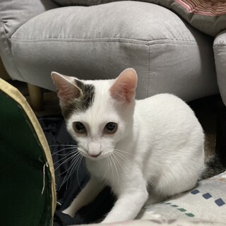 猫にも人にも甘えた「ラキ」くん