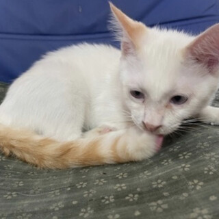 懐っこい♡ホワイト茶トラ　3ヶ月　男の子