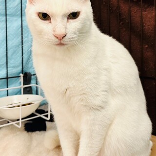 くっつくのがお好き♪雪丸(ゆきまる)