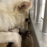 まだ子供です！期限が14日までです！ サムネイル5