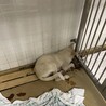 まだ子供です！期限が14日までです！ サムネイル6