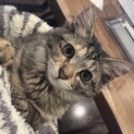 1歳甘えん坊の女の子(元野良ちゃん)