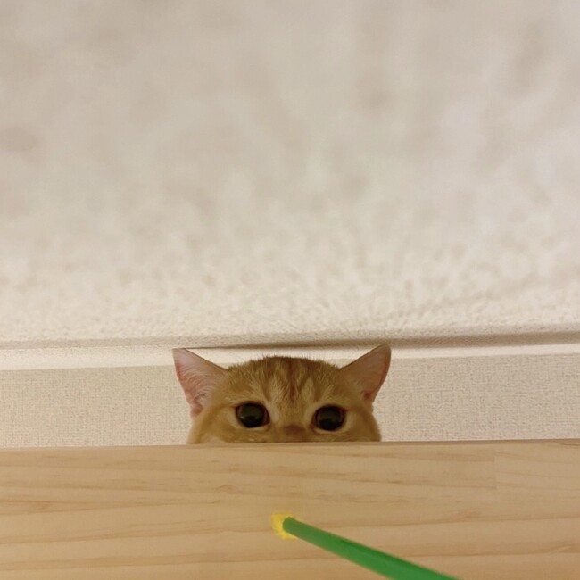 あやぽよんのカバー写真