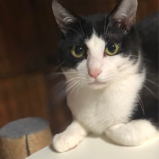 美猫の朝日、里親募集中❗