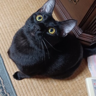 人馴れ抜群、性格はなまるのライチくん