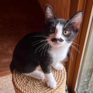 里親さん決定致しました。ありがとうございます！