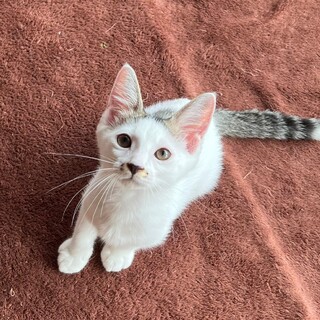 里親さん決定致しました。ありがとうございます！