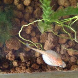 「メダカ日記㉜」サムネイル2