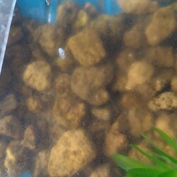 「メダカ日記㉜」サムネイル3